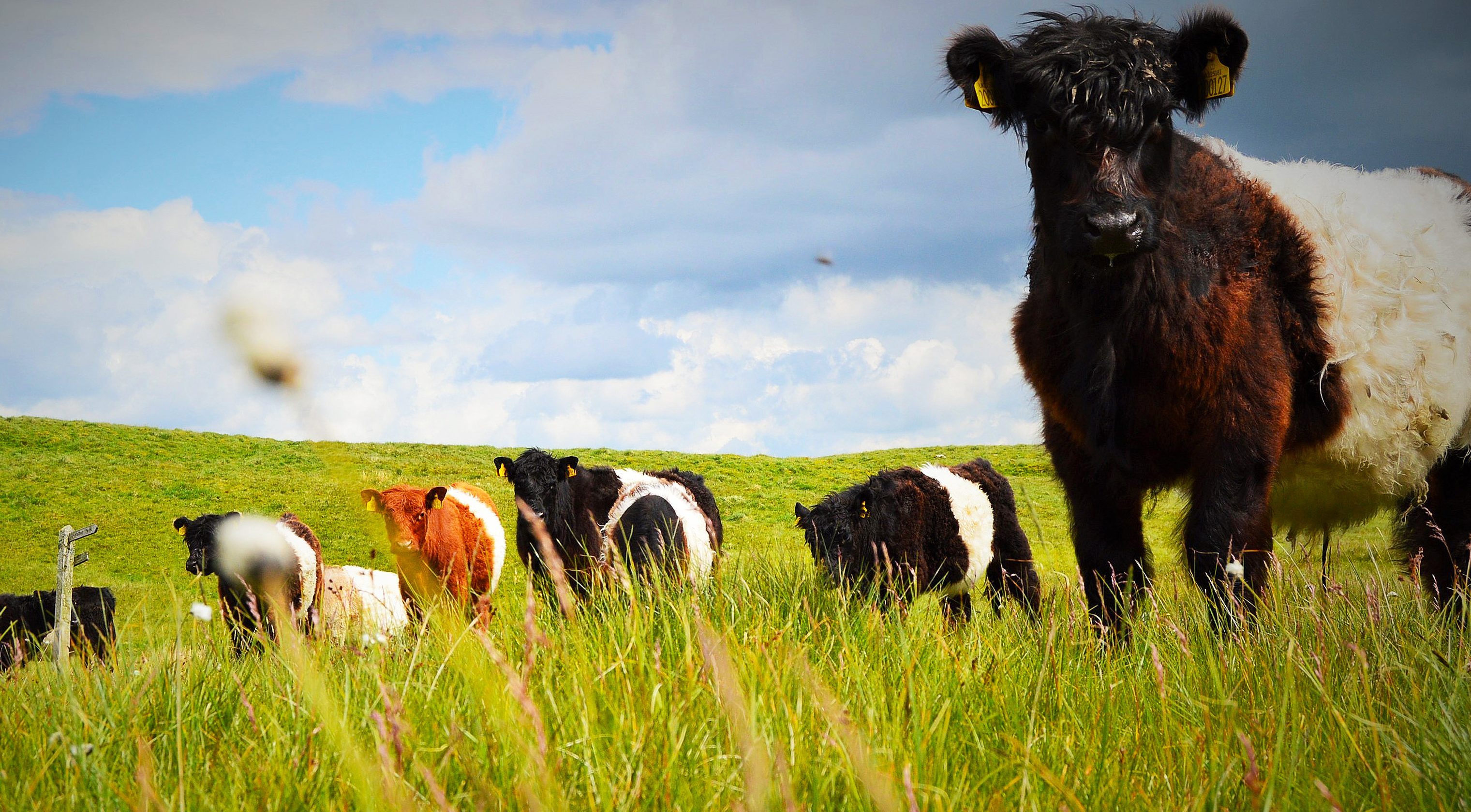 Grass Fed Beef Vs Corn Fed Beef; Whats the big difference?!